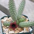 Huernia_schneideriana_pl.JPG