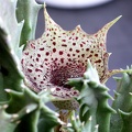 Huernia transvaalensis ES 3536