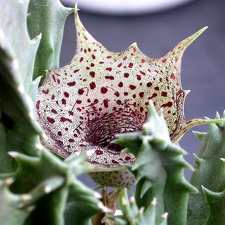 Huernia transvaalensis ES 3536