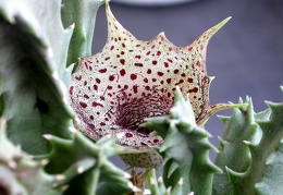 Huernia transvaalensis ES 3536