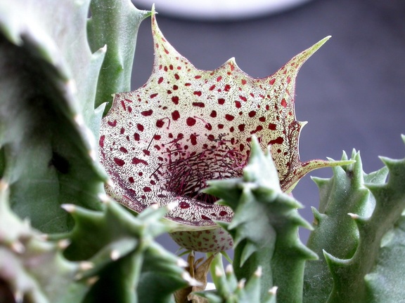 Huernia transvaalensis ES 3536
