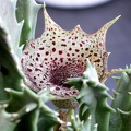 Huernia_transvaalensis_ES_3536.jpg