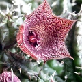 Huernia whitesloaneana ES 2321