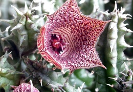 Huernia whitesloaneana ES 2321