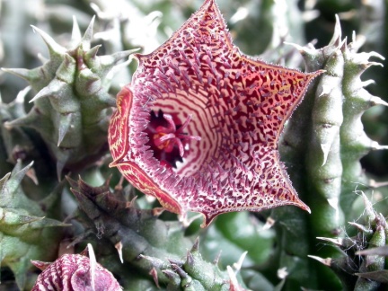 Huernia whitesloaneana ES 2321