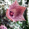 Huernia_whitesloaneana_ES_2321.jpg