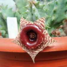 Huernia zebrina