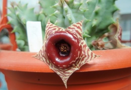 Huernia zebrina