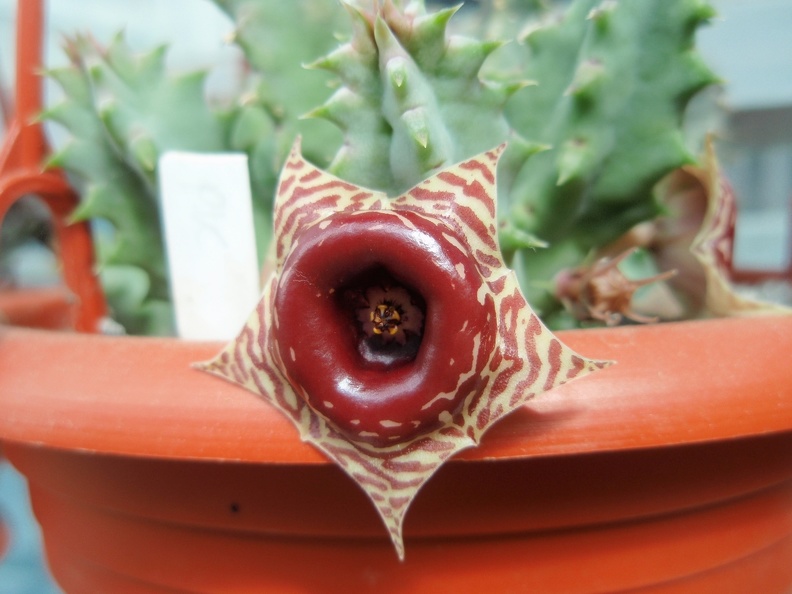 Huernia zebrina
