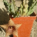 huernia hystrix