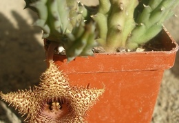 huernia hystrix
