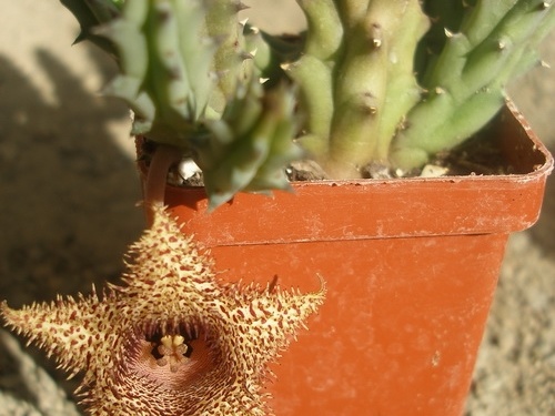 huernia hystrix