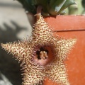 huernia hystrix1