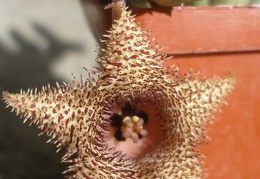 huernia hystrix1