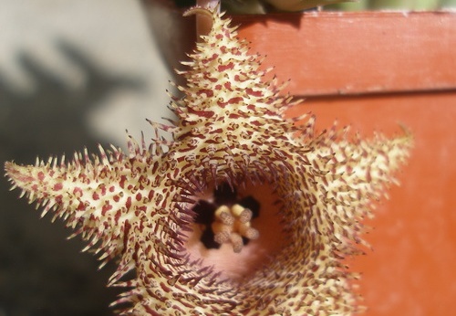 huernia hystrix1