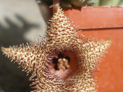 huernia hystrix1