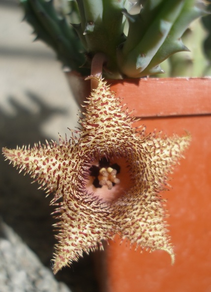 huernia_hystrix1.JPG
