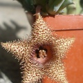 huernia_hystrix1.JPG