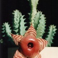 Huernia zebrina v. magniflora