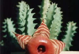 Huernia zebrina v. magniflora