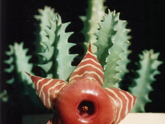 Huernia zebrina v. magniflora