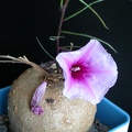 Ipomoea bolusiana ES 1234