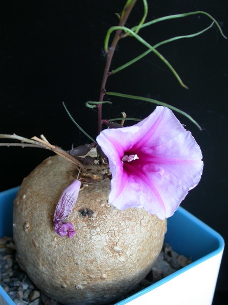 Ipomoea_bolusiana_ES_1234.jpg