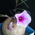 Ipomoea_bolusiana_ES_1234.jpg