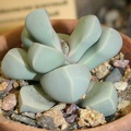 Lapidaria margaretae