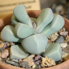 Lapidaria margaretae