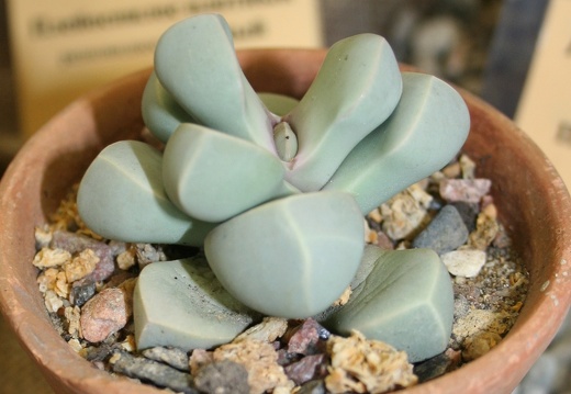 Lapidaria margaretae