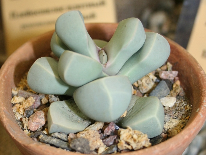 Lapidaria margaretae