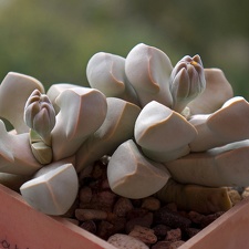 Lapidaria margaretae 001