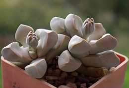 Lapidaria margaretae 001