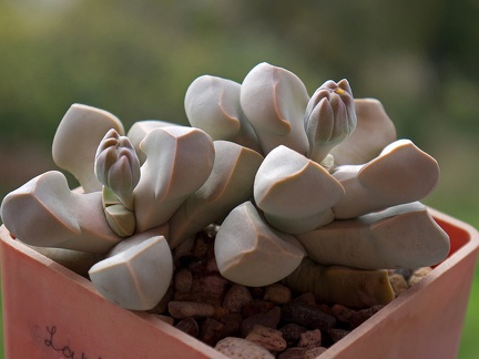 Lapidaria margaretae 001