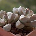 Lapidaria_margaretae_001.JPG