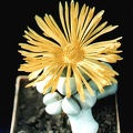 Lapidaria margaretae