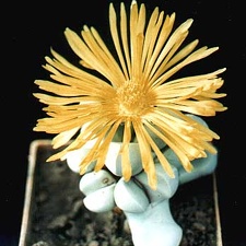 Lapidaria margaretae