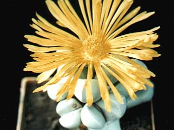 Lapidaria margaretae