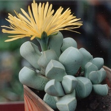 Lapidaria margaretae