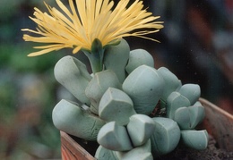 Lapidaria margaretae