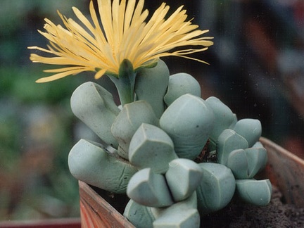 Lapidaria margaretae
