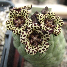 Larryleachia picta  Trichocaulon picta
