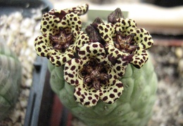Larryleachia picta  Trichocaulon picta