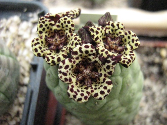 Larryleachia picta  Trichocaulon picta