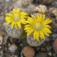 L nauriniae