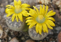L nauriniae