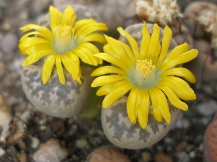 L nauriniae
