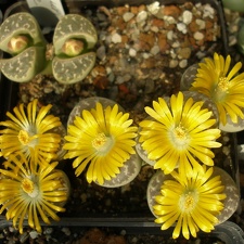 L nauriniae1