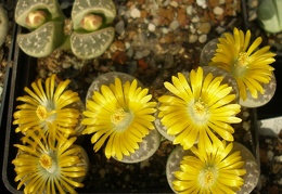 L nauriniae1